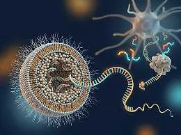Melanoma: le ricerche sui vaccini a mRNA